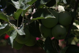  Apples