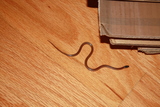  Snake