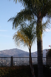  Palm Trees