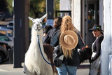   Llama