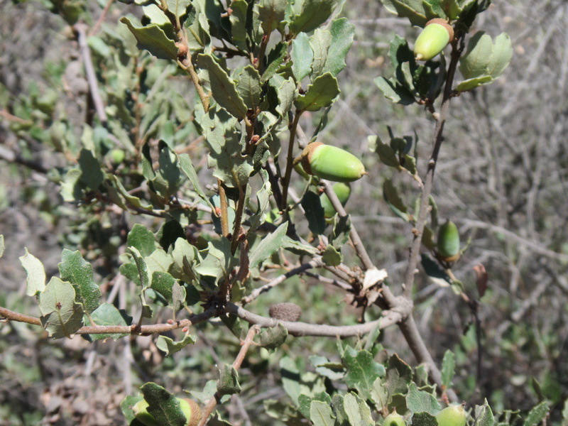   Oaks