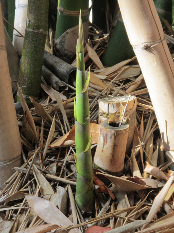  Bamboo