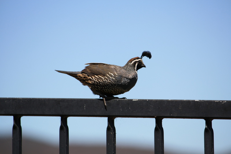   Quail
