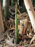  Bamboo