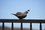   Quail