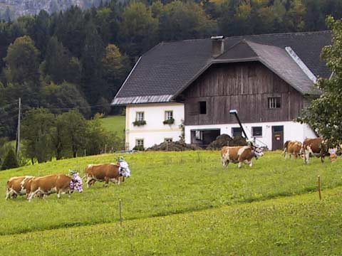  Hooded Cows 