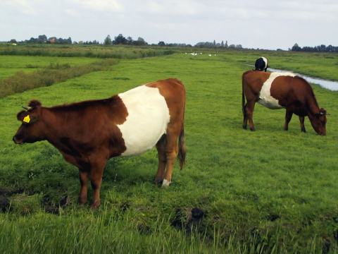  Cows with Belts 