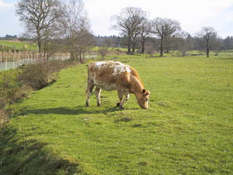  The Cow 