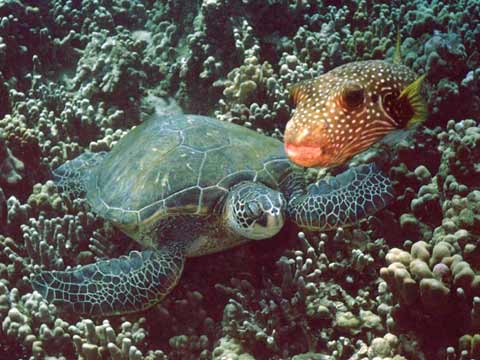  Turtle and Puffer  