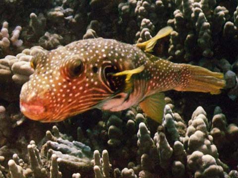  Stripebelly Puffer 