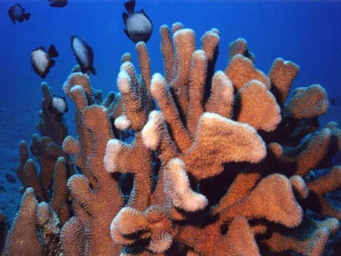  Damselfish 