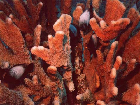  Damselfish 