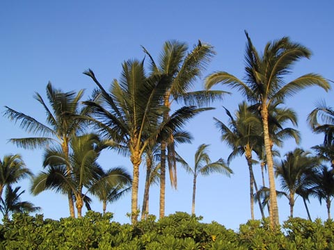  Palm Trees 