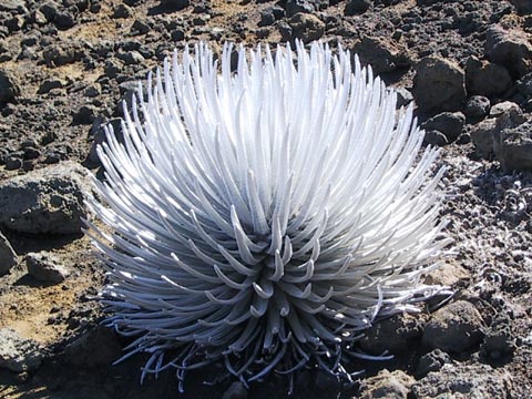  Silversword 