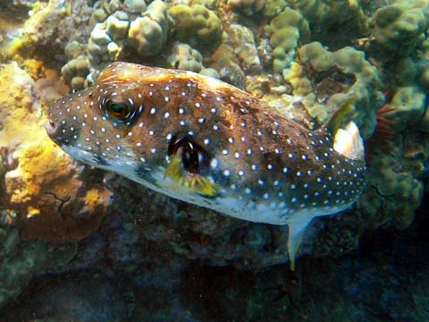  Stripebelly Pufferfish