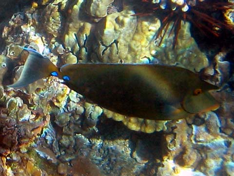  Unicorn Fish