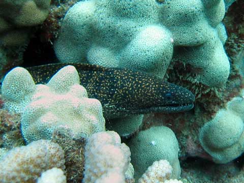  Stout Moray