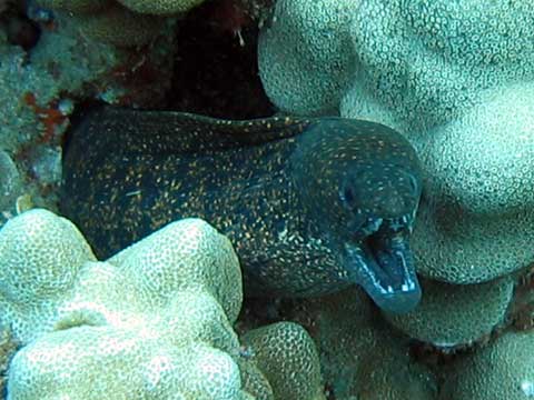  Stout Moray