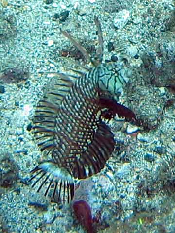  Rockmover Wrasse