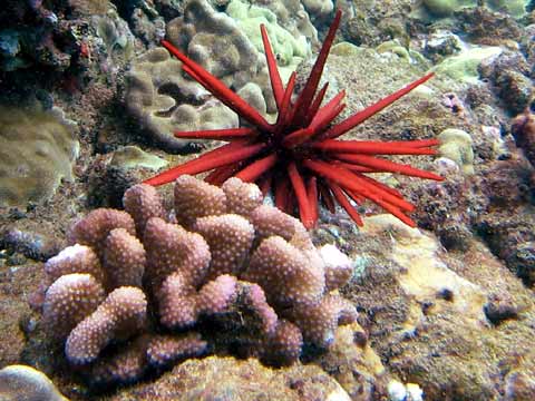  Coral