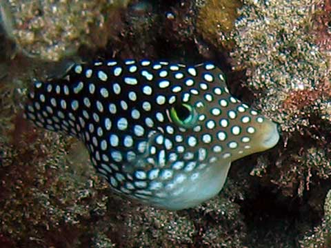  Spotted Boxfish