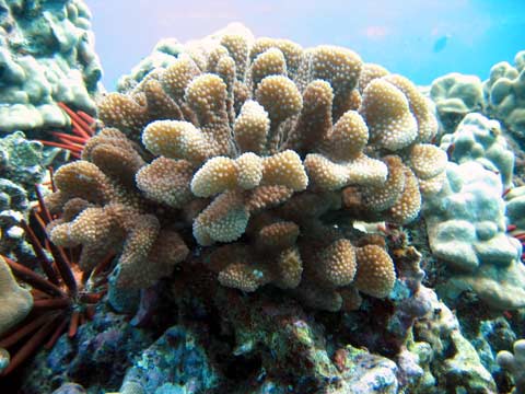  Coral