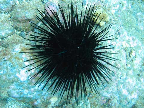  Banded Seaurchin