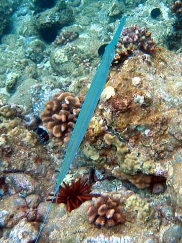  Trumpetfish