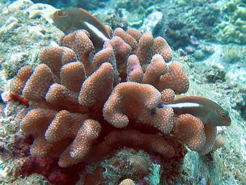  Arc-eye Hawkfish