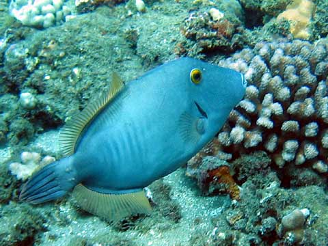  Barred Filefish