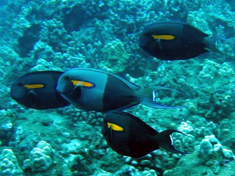  Orangeband Surgeonfish