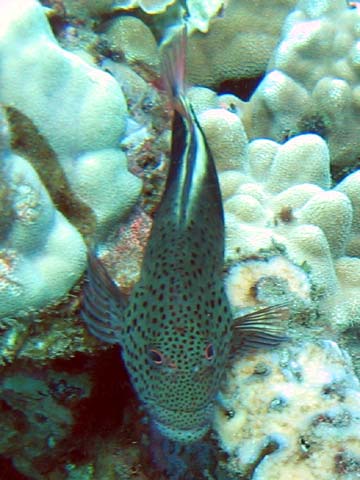  Blackside Hawkfish