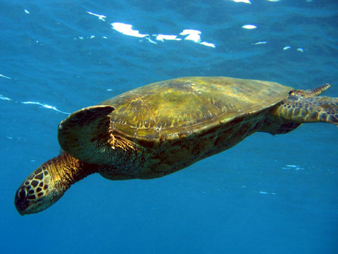  Turtle