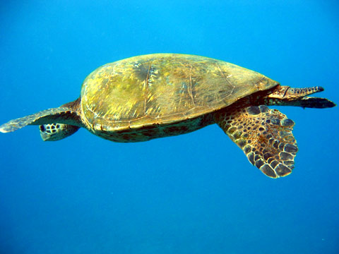  Turtle
