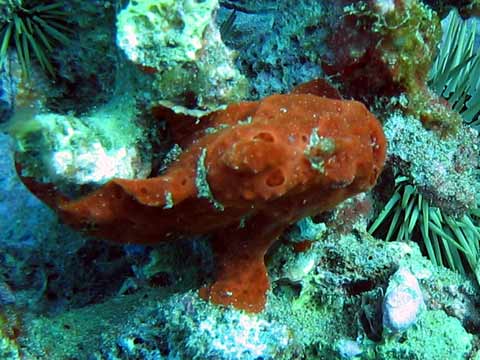  Frogfish