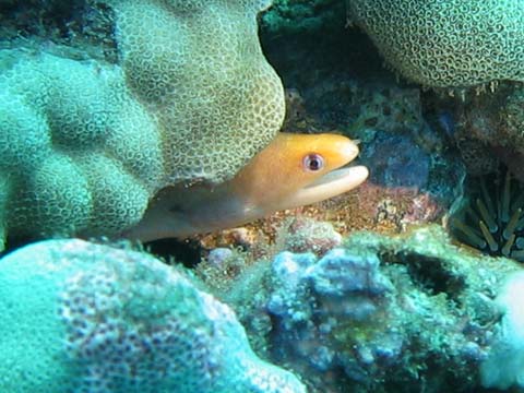  Dwarf Moray