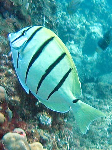  Convict Tang
