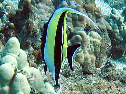  Moorish Idol