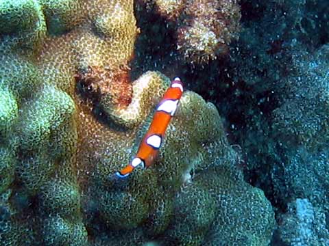  Yellowtail Coris