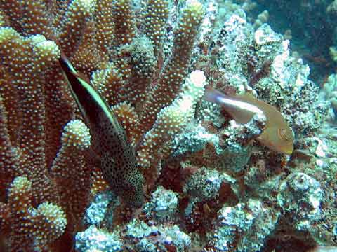  Hawkfish