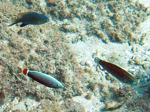  Psychedelic Wrasse