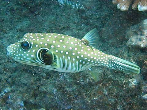  Stripebelly Pufferfish