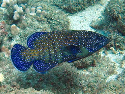  Peacock Grouper