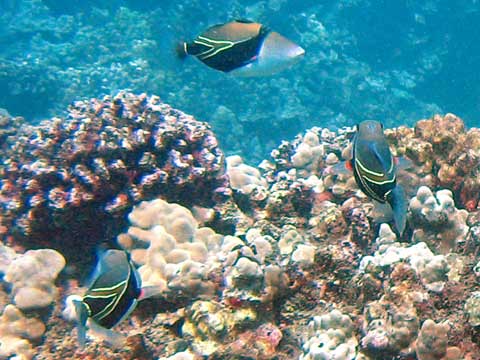  Picasso Triggerfish