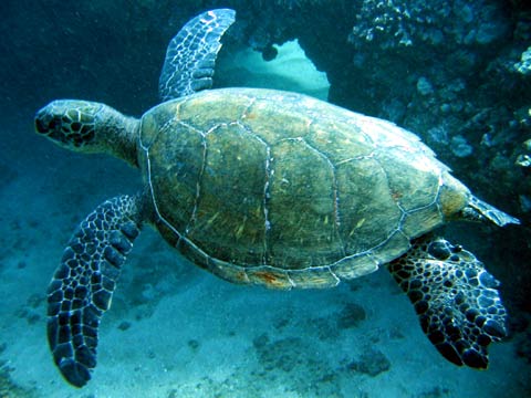 Turtle