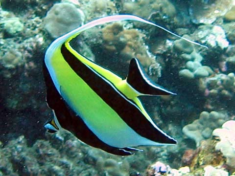  Moorish Idol