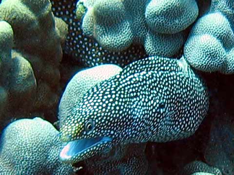 Whitemouth Moray