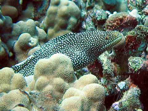  Whitemouth Moray