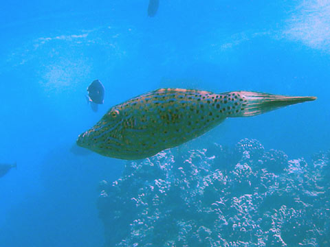  Scribbled Filefish