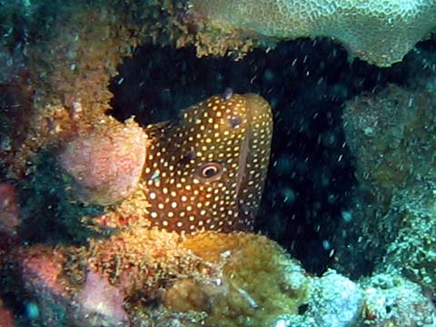  Whitemouth Moray